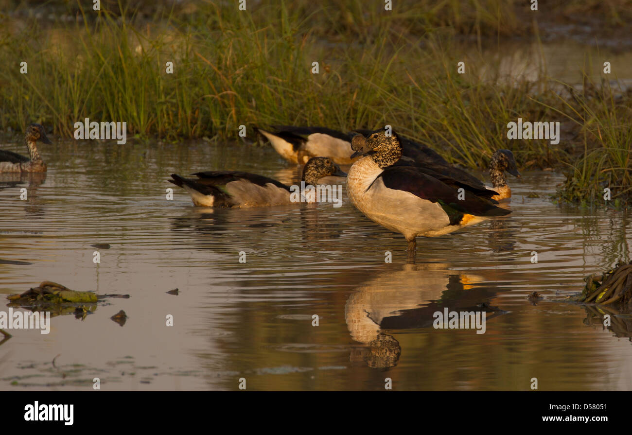 Manopola-fatturati anatra (Sarkidiornis melanotos), Aka Anatra a pettine Foto Stock