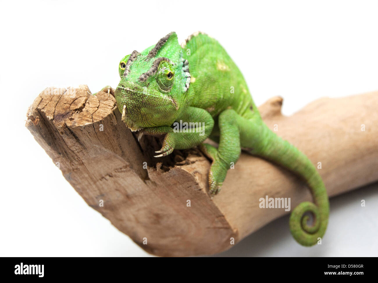 Yemen chameleon su un log Foto Stock