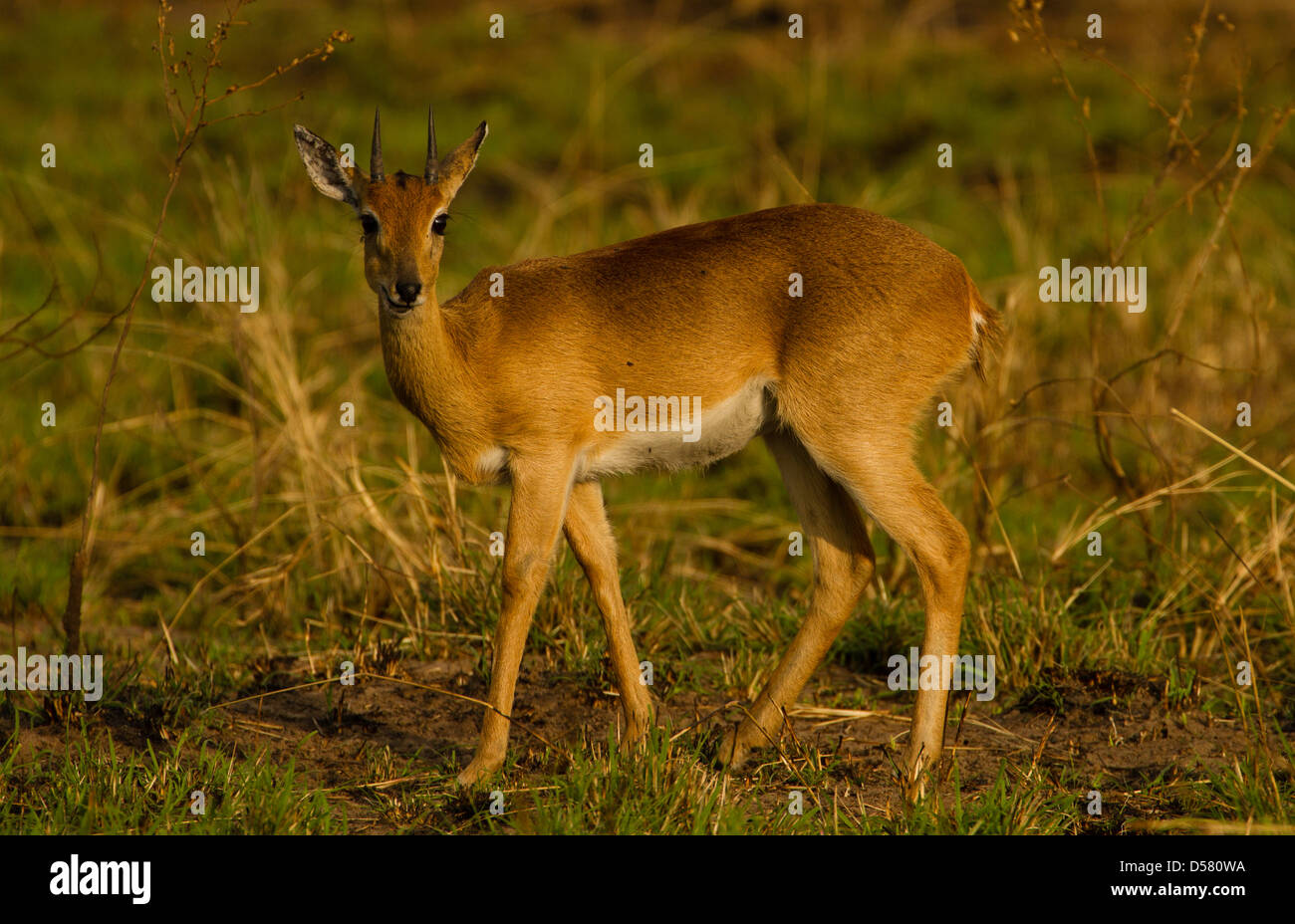 Maschio (Oribi Ourebia ourebi) Foto Stock