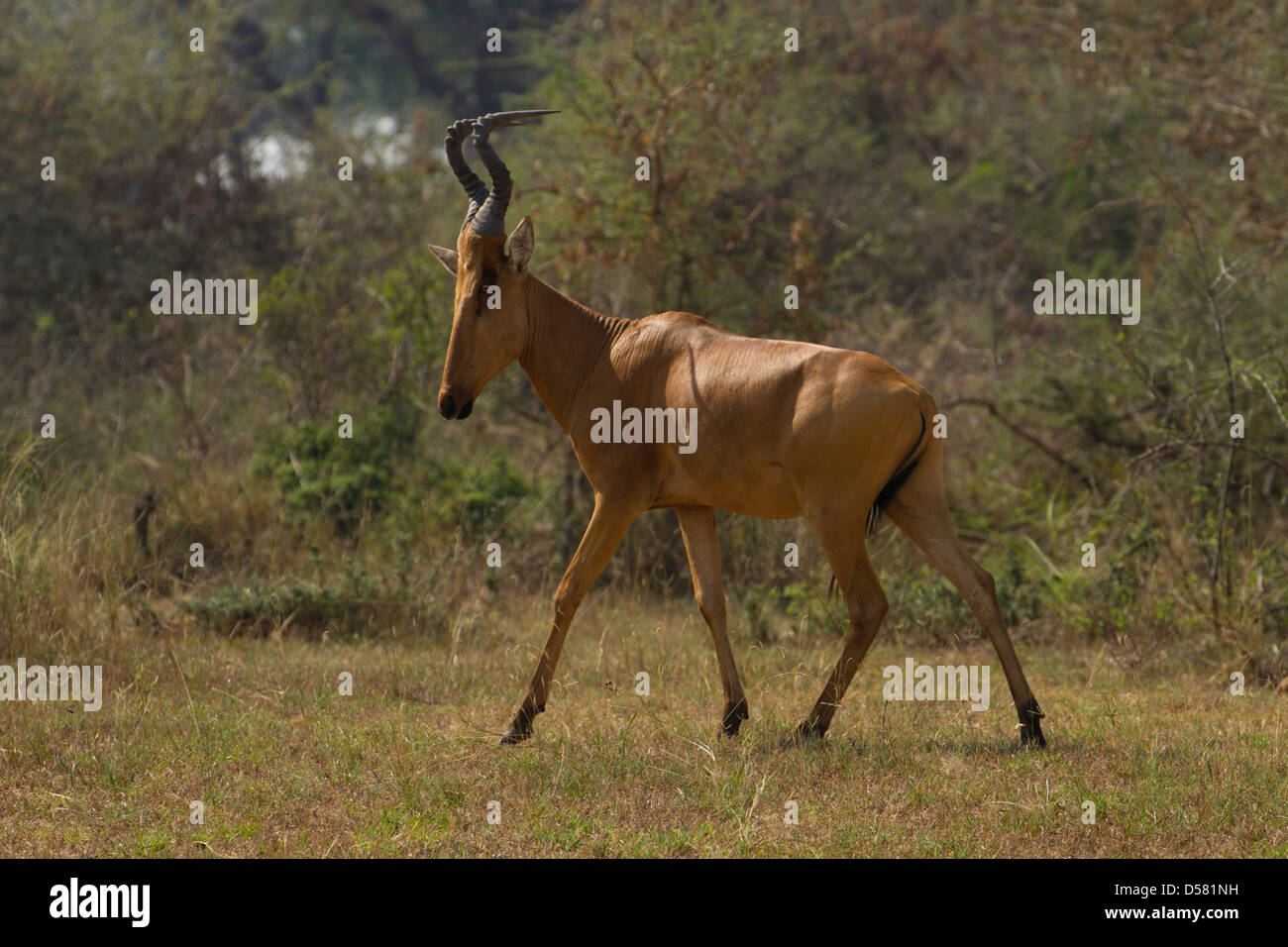 Jackson, hartebeest (Alcelaphus buselaphus lelwel) Passeggiate Foto Stock