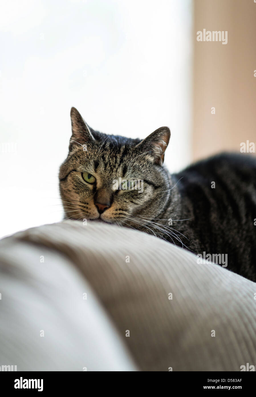 Tabby cat ritratto. Foto Stock