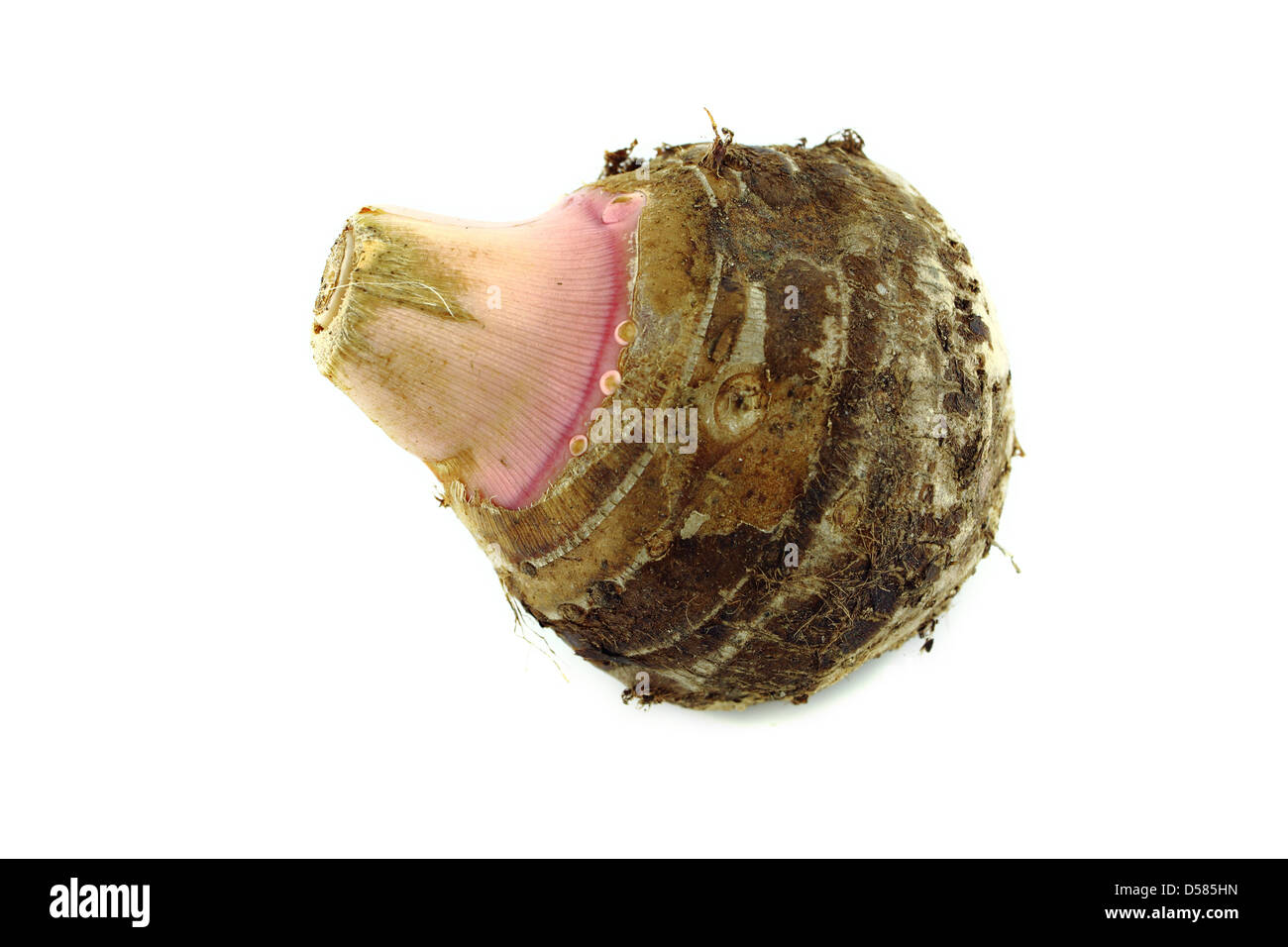 Taro fresh root o colocasia su sfondo bianco Foto Stock