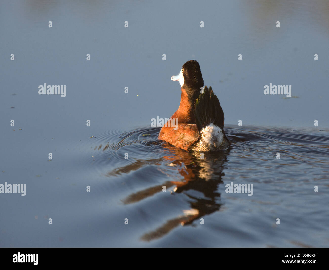 Ruddy Duck close up nuoto nella prateria di stagno Foto Stock