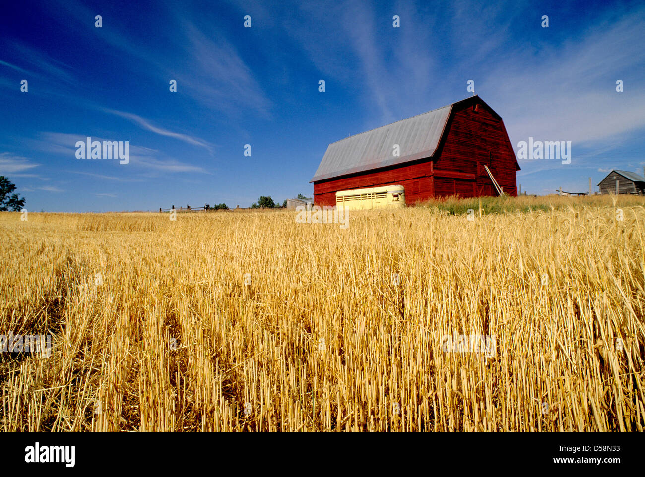 Red Granaio recentemente raccolti di campo di grano Foto Stock