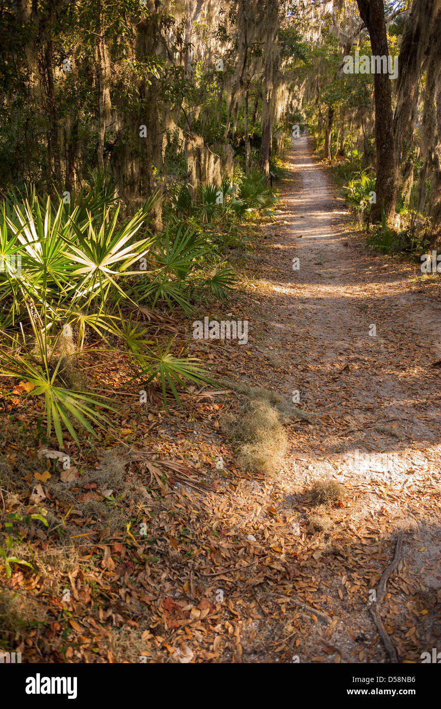 Soleggiato muschio Spagnolo pende da un baldacchino di alberi lungo un sentiero alberato in Timucuan preservare a Jacksonville, Florida, Stati Uniti d'America. Foto Stock