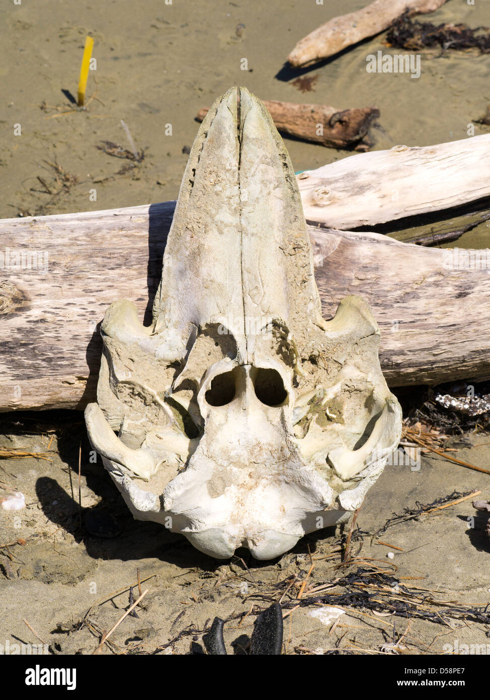 Un imbianchiti, decadendo cranio di un (probabilmente) alalonga balene pilota (Globicephala melas) trovata sulla spiaggia di Mason Bay Foto Stock