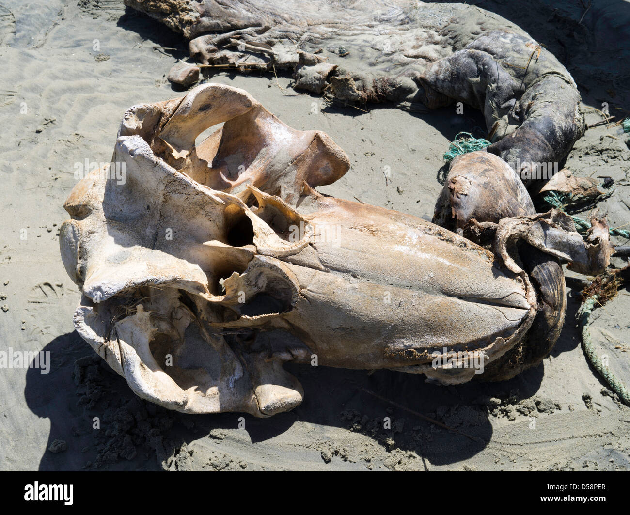 Un imbianchiti, decadendo cranio di un (probabilmente) alalonga balene pilota (Globicephala melas) trovata sulla spiaggia di Mason Bay Foto Stock