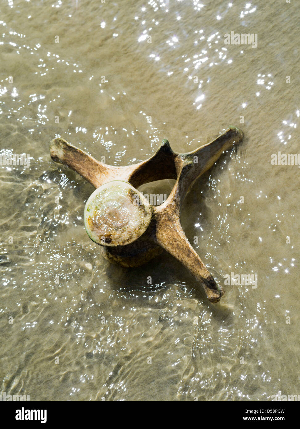 Un (probabilmente) alalonga balene pilota (Globicephala melas) vertebra balli in acqua sulla spiaggia presso Mason Bay, l'isola di Stewart Foto Stock