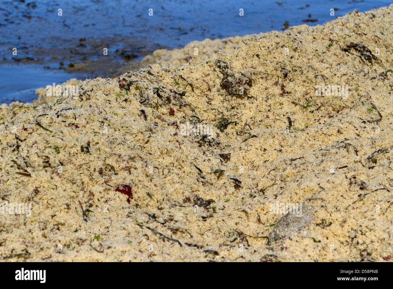 Pacific Aringa (Clupea pallasii) spawn lavato lungo il litorale nord di Nanaimo, Isola di Vancouver, BC, Canada in Marzo Foto Stock