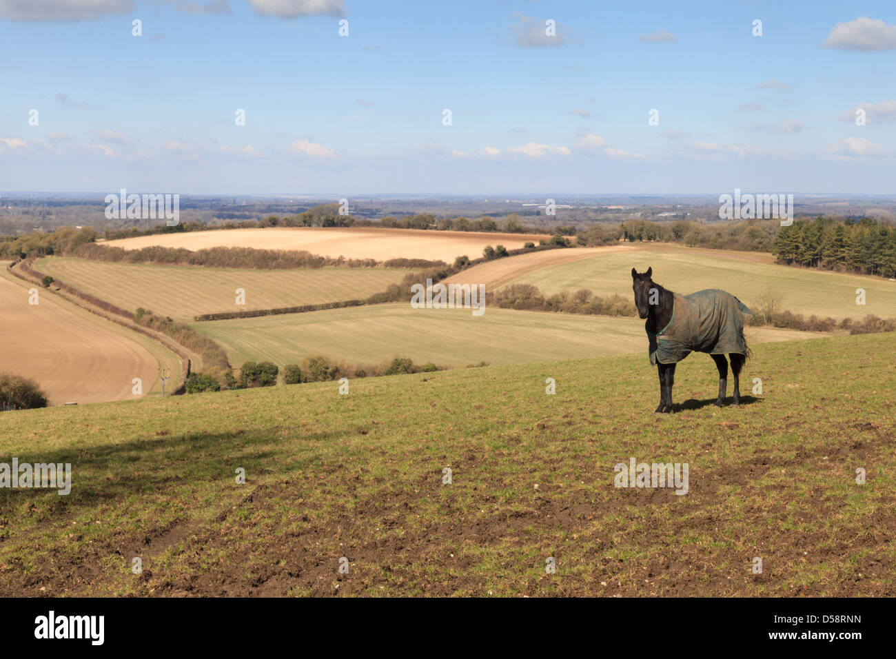 Un cavallo in un campo a Plantation Fattoria sulla collina di piantagione in Hampshire, Regno Unito. Foto Stock