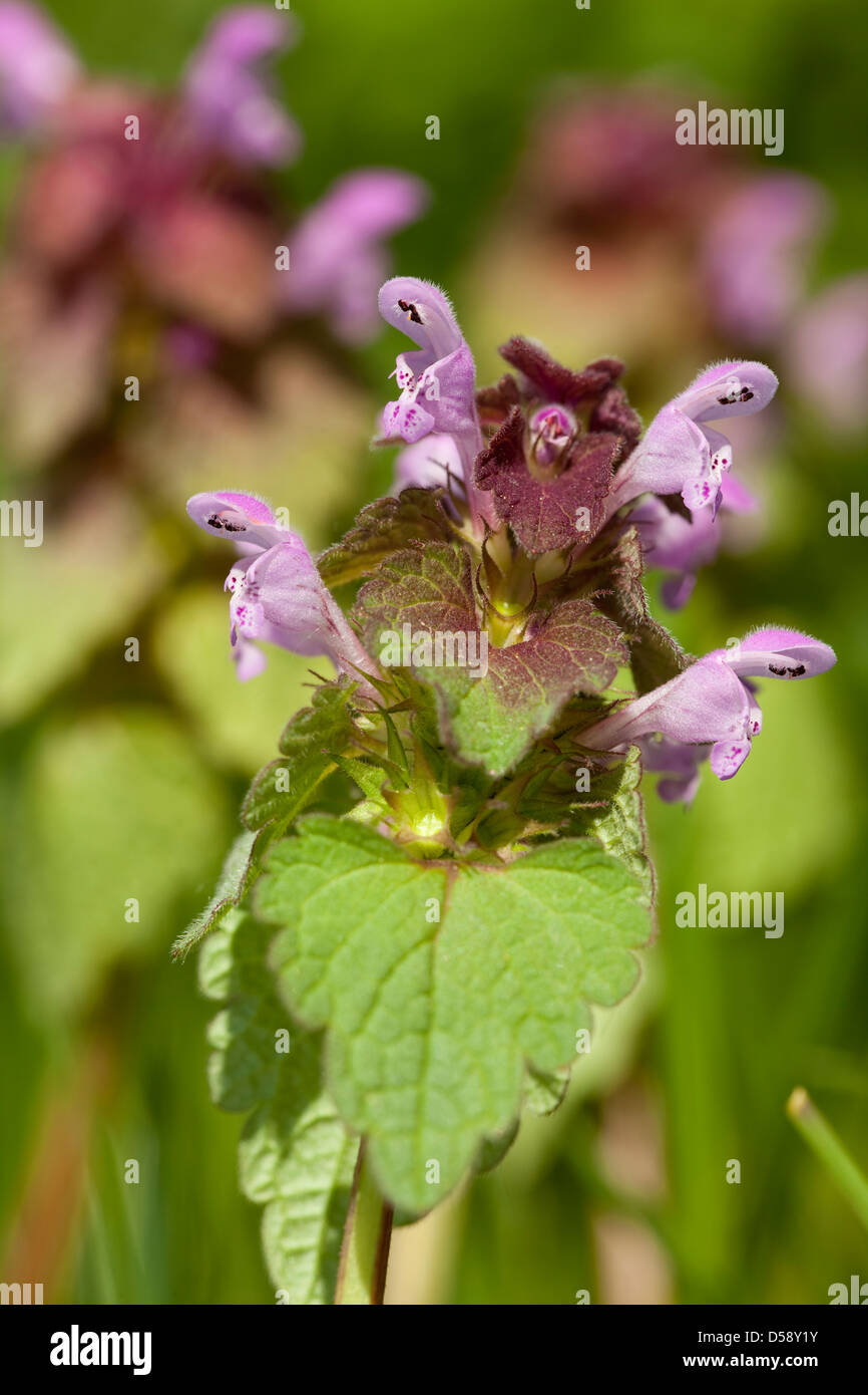 Viola morti di ortica(Lamium album)sul prato Foto Stock