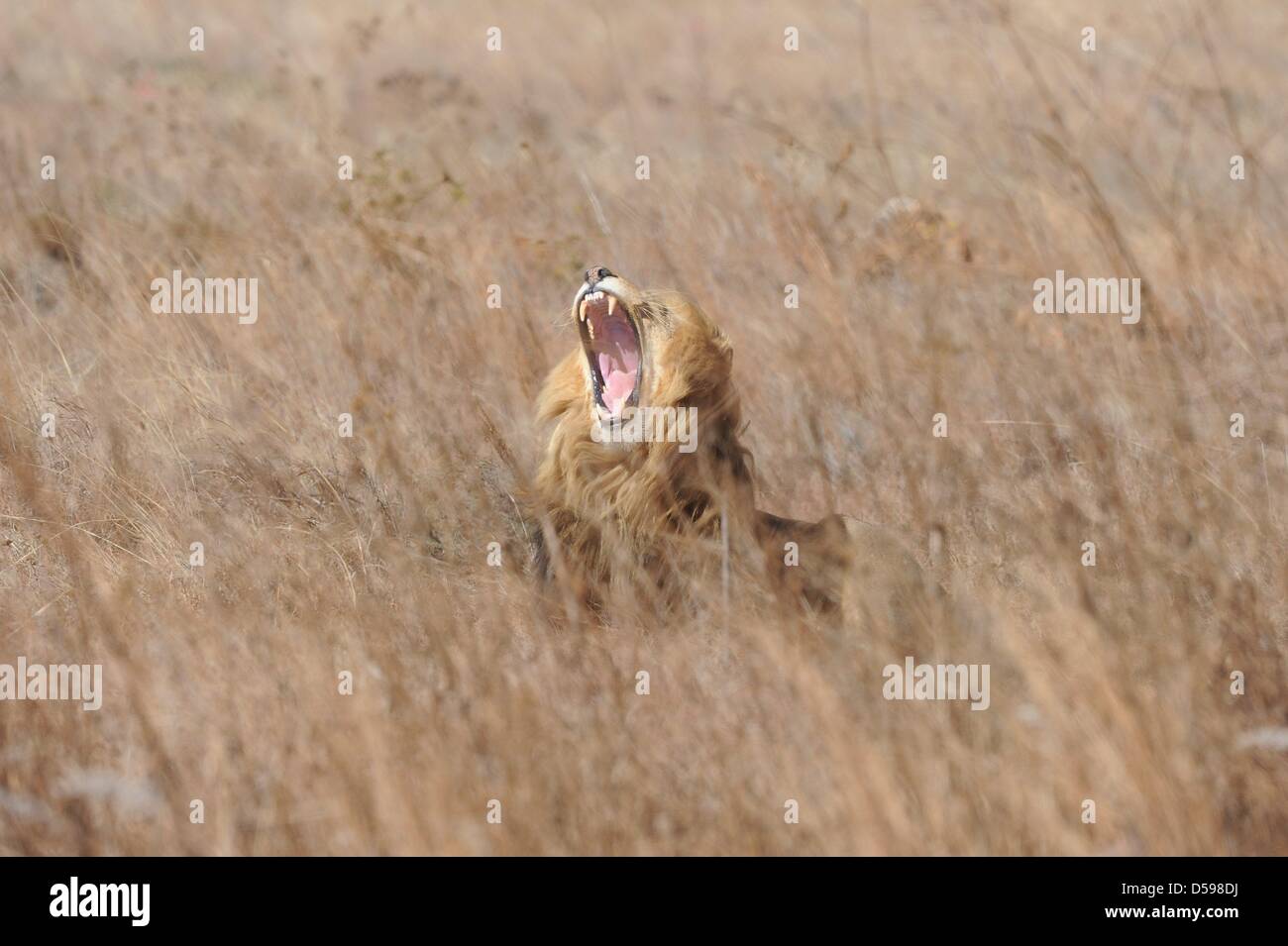 Un leone si appoggia nell'erba alla Rhino e Lion Riserva Naturale, circa quaranta chilometri a nord di Johannesburg, Sud Africa 15 Giugno 2010. La riserva è l'habitat di rinoceronti, leoni, bufali, ippopotami e altri animali domiciliato in Sud Africa. Foto: Achim Scheidemann Foto Stock