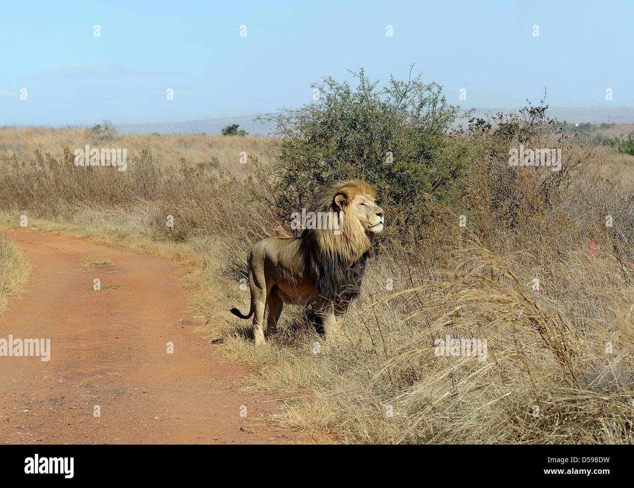 Un leone sta nell'erba a Rhino e Lion Riserva Naturale, circa quaranta chilometri a nord di Johannesburg, Sud Africa 15 Giugno 2010. La riserva è l'habitat di rinoceronti, leoni, bufali, ippopotami e altri animali domiciliato in Sud Africa. Foto: Achim Scheidemann Foto Stock