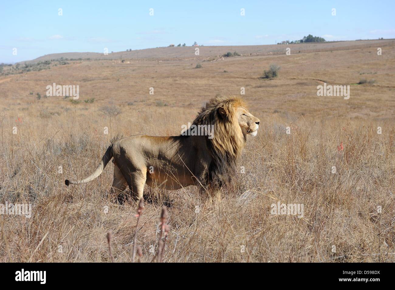 Un leone sta nell'erba a Rhino e Lion Riserva Naturale, circa quaranta chilometri a nord di Johannesburg, Sud Africa 15 Giugno 2010. La riserva è l'habitat di rinoceronti, leoni, bufali, ippopotami e altri animali domiciliato in Sud Africa. Foto: Achim Scheidemann Foto Stock