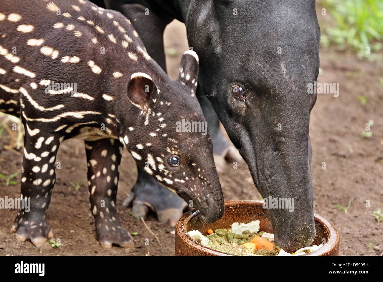 Leipzig, Germania. Il 27 marzo 2013. Un giovane: la malese tapiro mangia da una ciotola con sua madre Laila al contenitore Gondwanaland allo zoo di Lipsia, Germania, 27 marzo 2013. Il tapiro è stato dato il nome di Baru nello stesso giorno ed è il primo tapiro per essere nato allo zoo di Lipsia sicnce 1929. Foto: JAN WOITAS/dpa/Alamy Live News Foto Stock