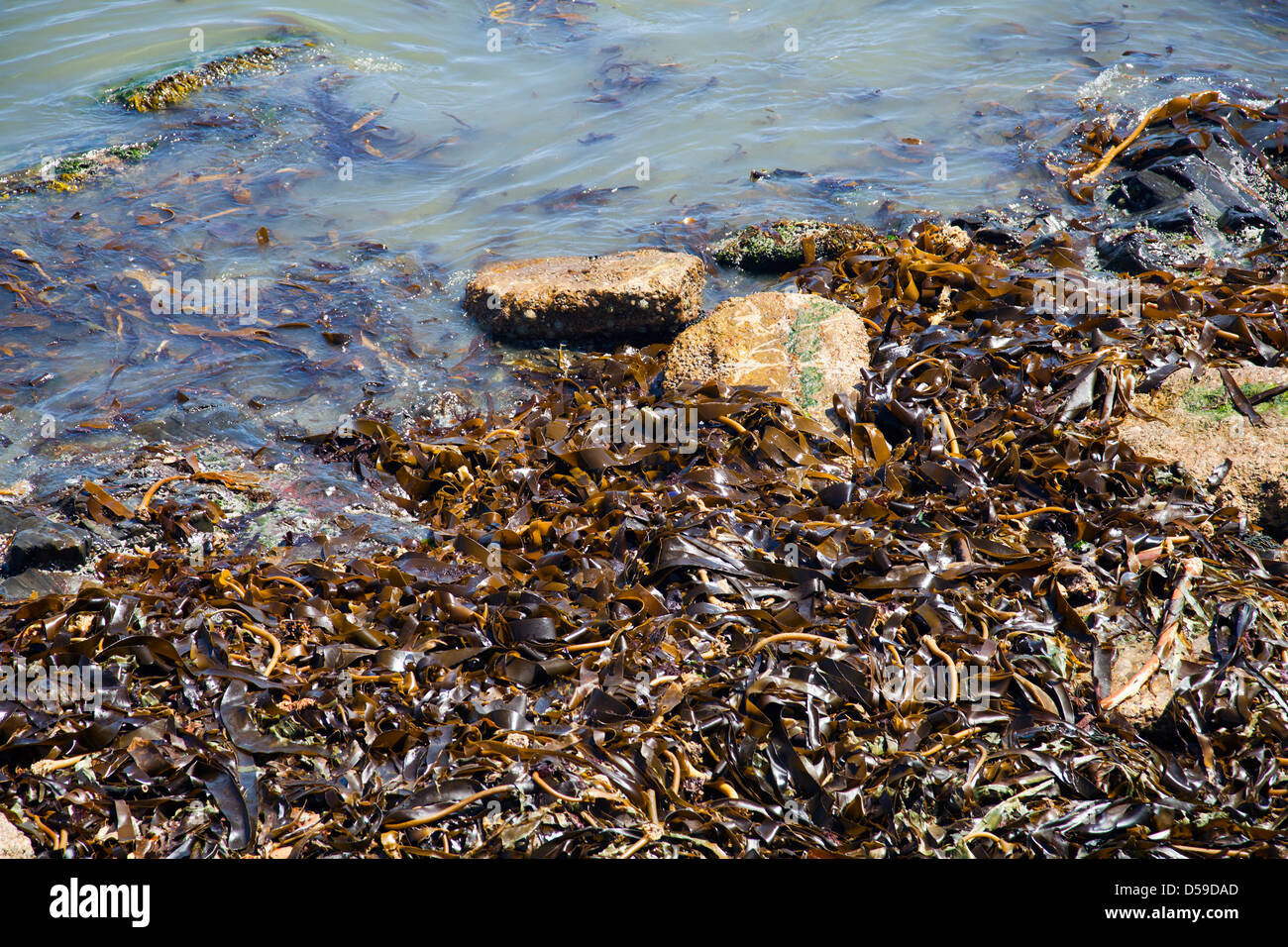 Lavato fino Ecklonia maxima alghe Kelp sulla spiaggia in Sea Point - Cape Town - Sud Africa Foto Stock