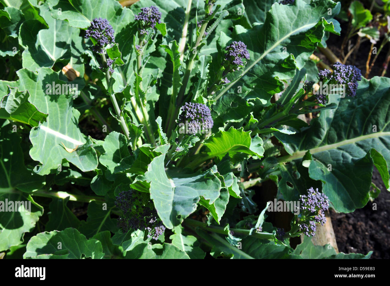 Fioritura viola i broccoli in crescita in un giardino sul retro, Yorkshire Regno Unito. Foto Stock