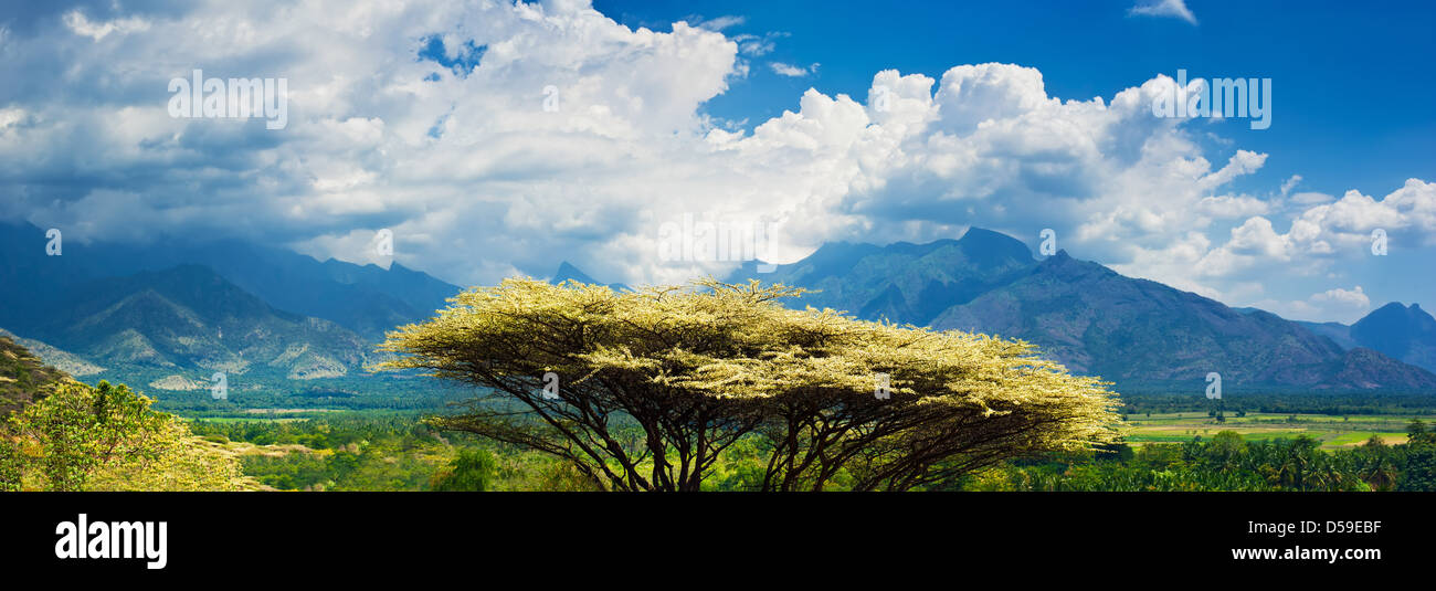 Paesaggio tropicale di India del sud con albero nella parte anteriore, le montagne e il cielo nuvoloso. Giornata di sole, Kerala, India. Tre immagini panorama Foto Stock
