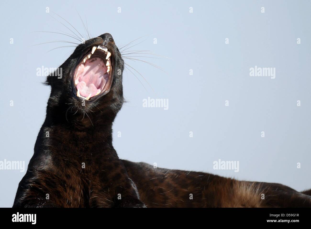 Un Black Panther è visto in una riserva naturale vicino Johannesburg, Sud Africa, 22 giugno 2010. Accanto alle partite di calcio i tifosi hanno la possibilità di visitare le riserve naturali o parchi nazionali. Foto: Ronald Wittek dpa +++(c) dpa - Bildfunk+++ Foto Stock