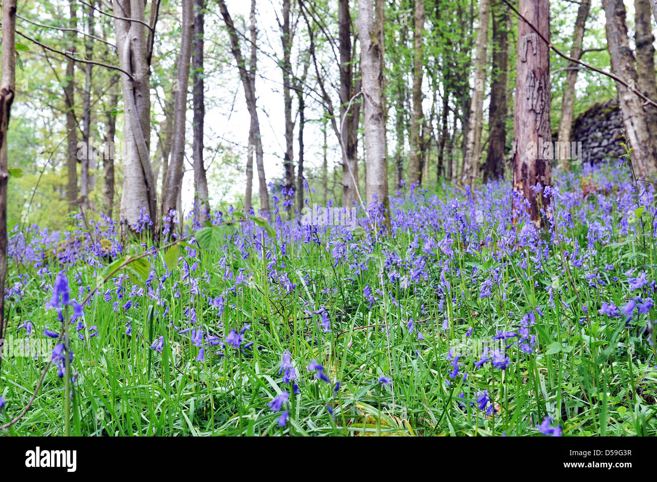 Bluebells in un bosco dello Yorkshire. Foto Stock