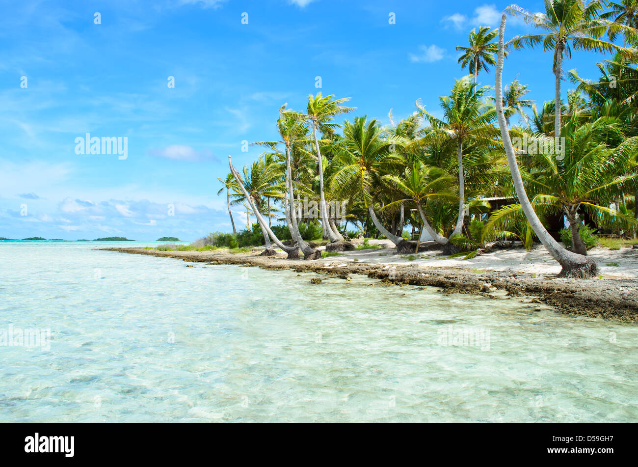 Palme da cocco sulla spiaggia di un isola deserta vicino a Tahiti in Polinesia francese nell'oceano pacifico. Foto Stock