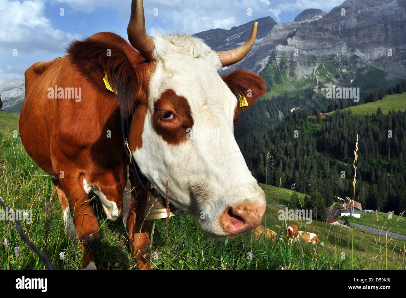 Swiss le mucche pascolano su un prato alpino, Villars sur Ollon, Svizzera Foto Stock