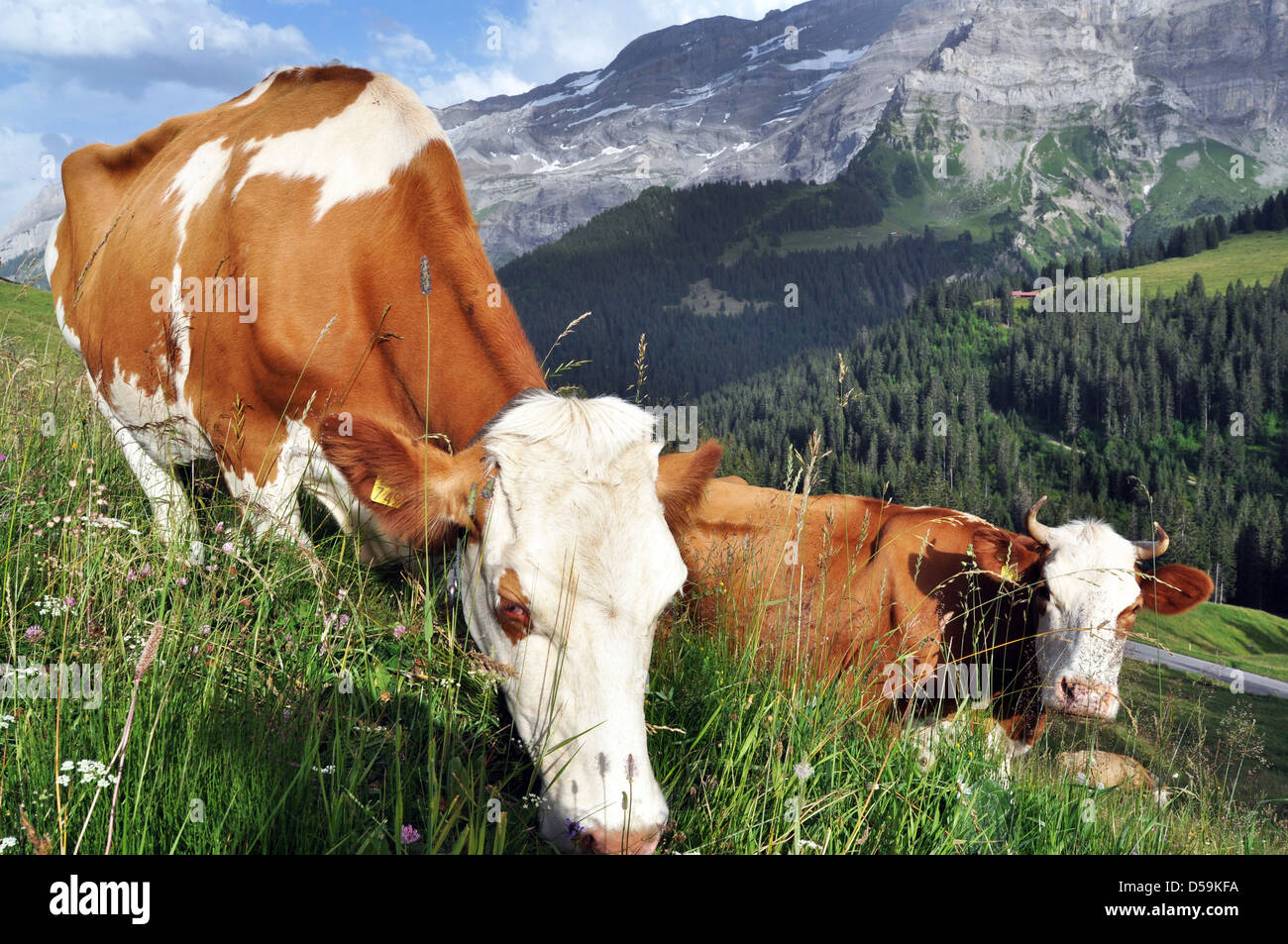 Swiss le mucche pascolano su un prato alpino, Villars sur Ollon, Svizzera Foto Stock