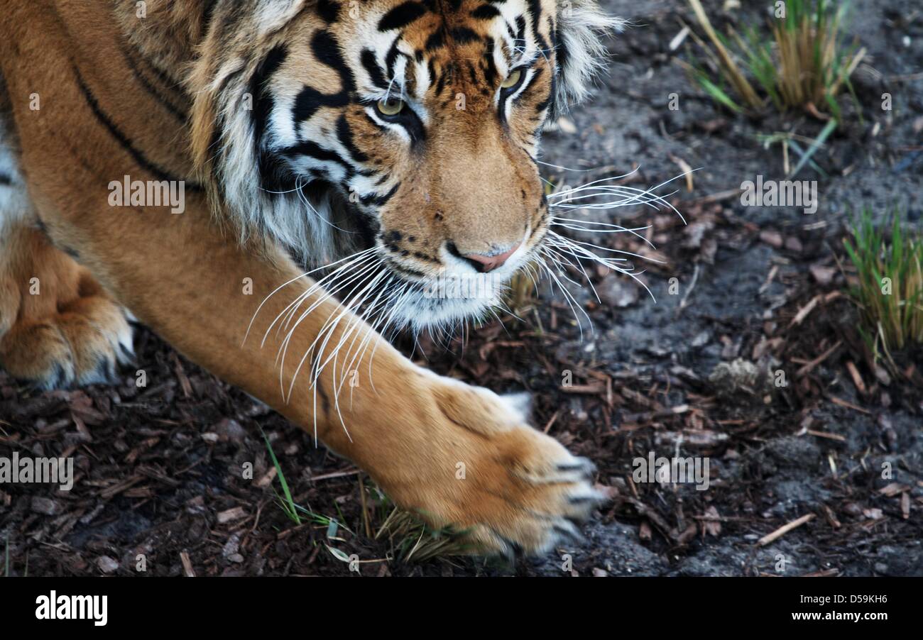 Londra, Regno Unito. Il 27 marzo 2013. Jae Jae, a cinque anni di tigre di Sumatra, si avvicina a una struttura in cui una sorpresa pasquale è appeso sopra di lui presso lo Zoo di Londra, il centro di Londra. Nonostante i suoi migliori sforzi, 135kg tiger non è stato in grado di raggiungere il coniglio, il suo cibo preferito, abilmente dissimulata come un uovo di Pasqua. George Henton / Alamy Live News. Foto Stock