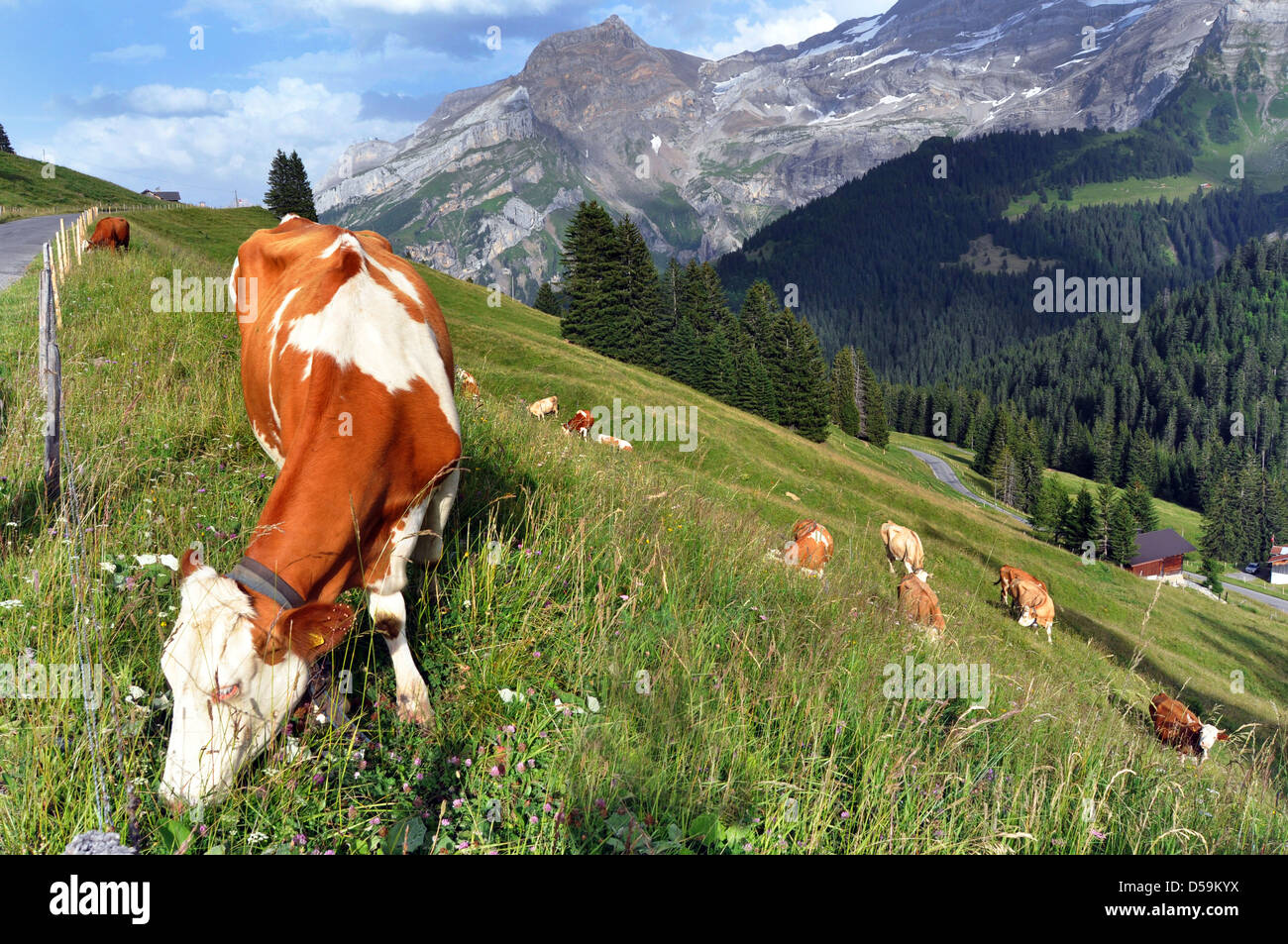 Swiss le mucche pascolano su un prato alpino, Villars sur Ollon, Svizzera Foto Stock