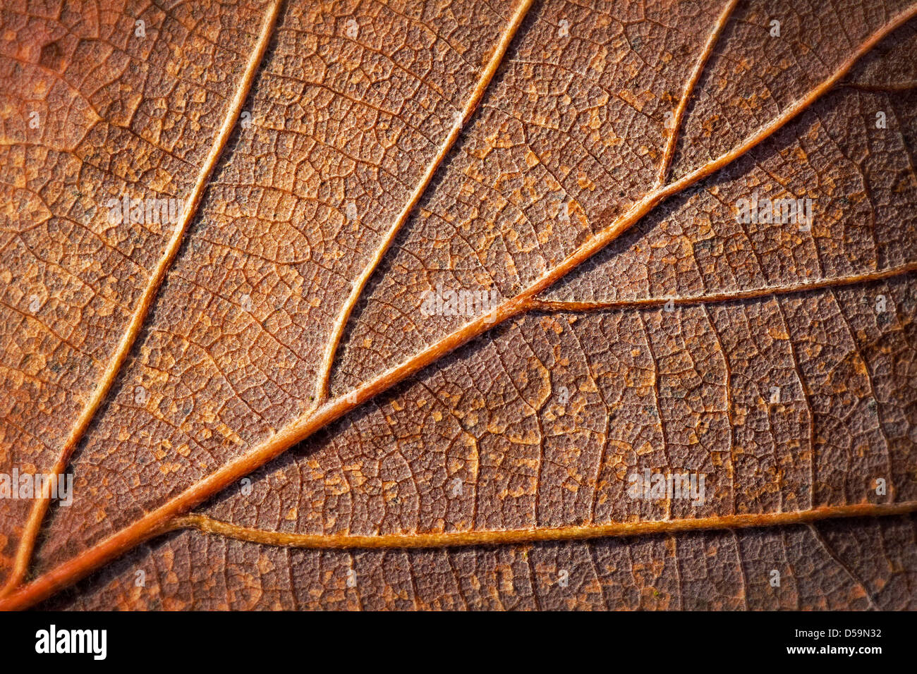 Chiudere da un marrone foglia di quercia Foto Stock