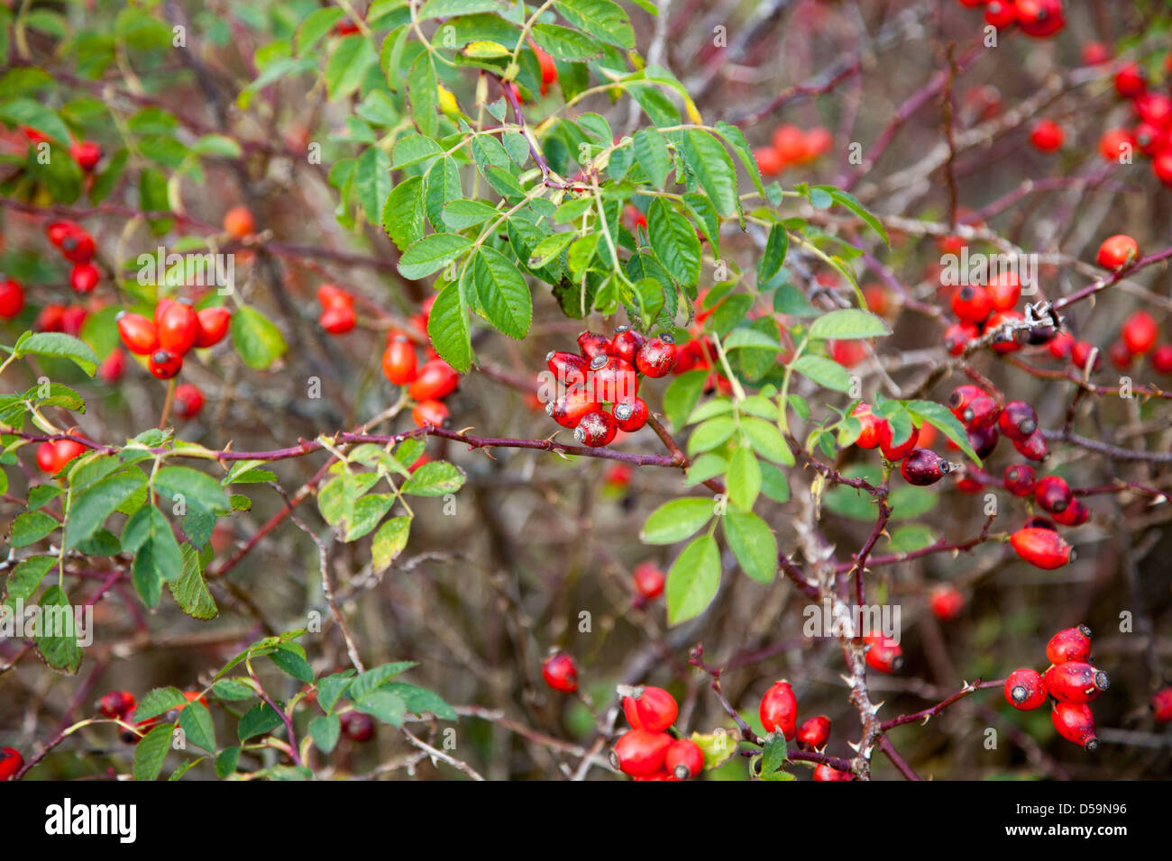 Wild rose Frutta, Rosa canina, Foto Stock