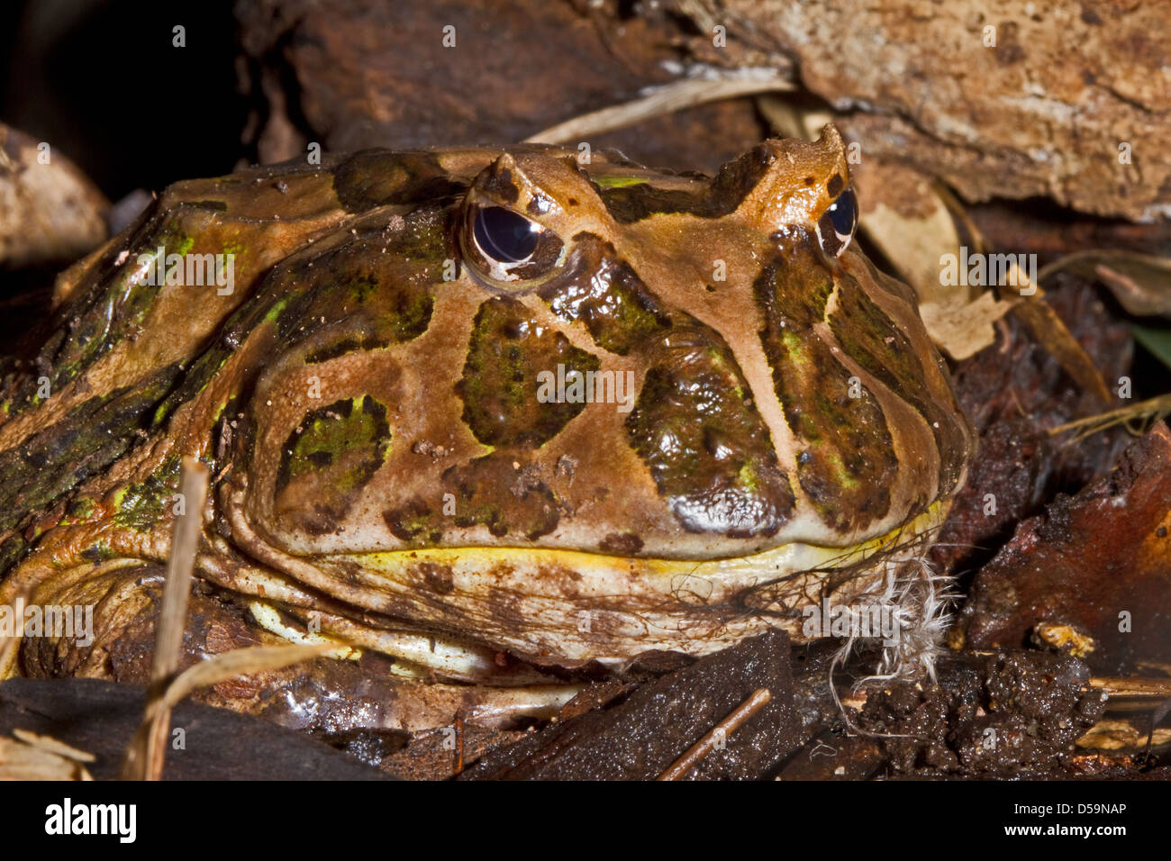 Chacoan Rana cornuta (Ceratophrys cranwelli) Navigazione Central America del Sud Maggio 2010 Foto Stock