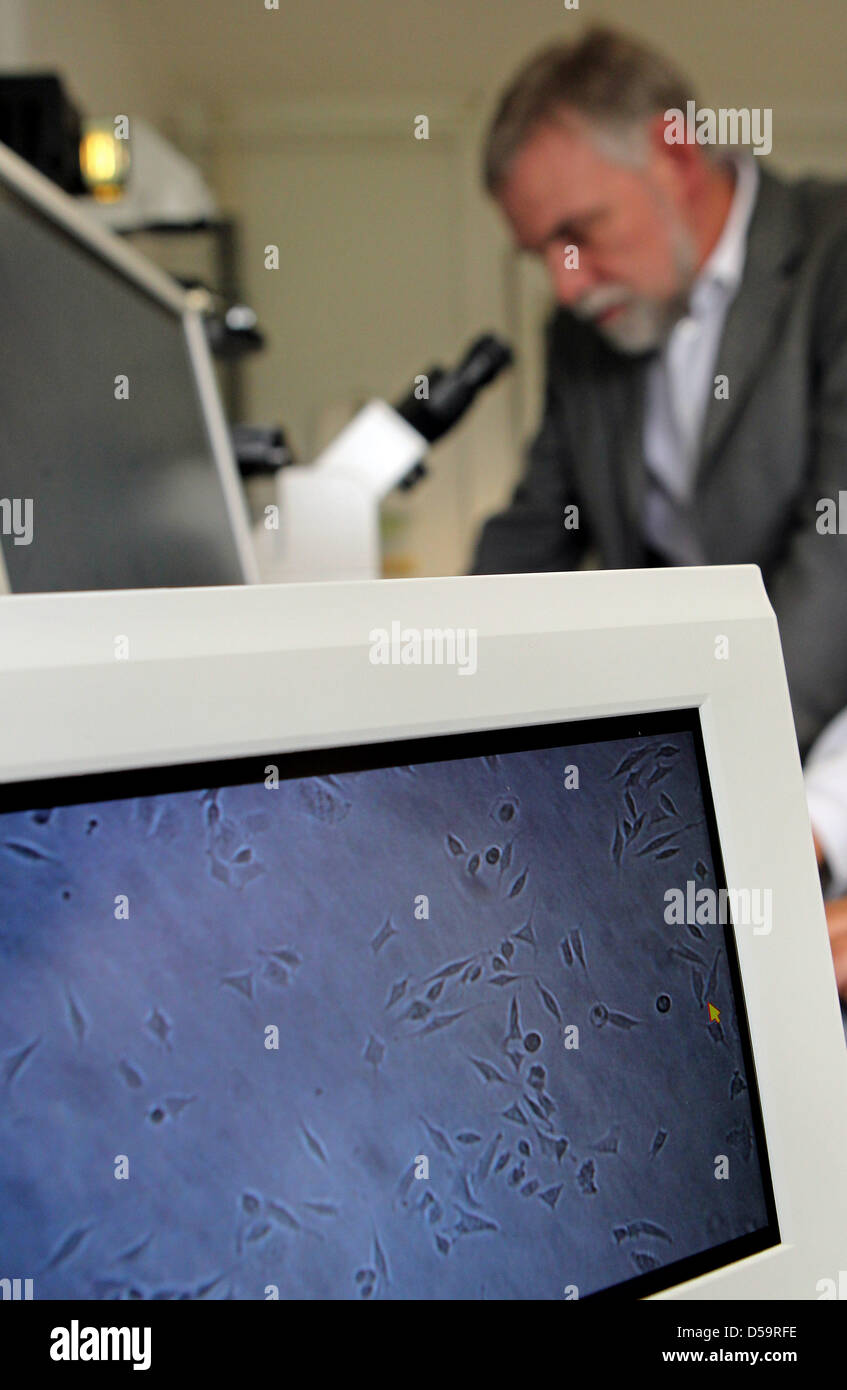 Jochen Flasbarth, presidente della Federal Environment Agency, controlli acqua campioni testati con cellule umane in Bad Elster, Germania, 01 luglio 2010. Il personale dell'Bad Elster laborator esamina i campioni di acqua sui rifiuti tossici o contaminiation microbiologiche.Foto: Jan Woitas Foto Stock