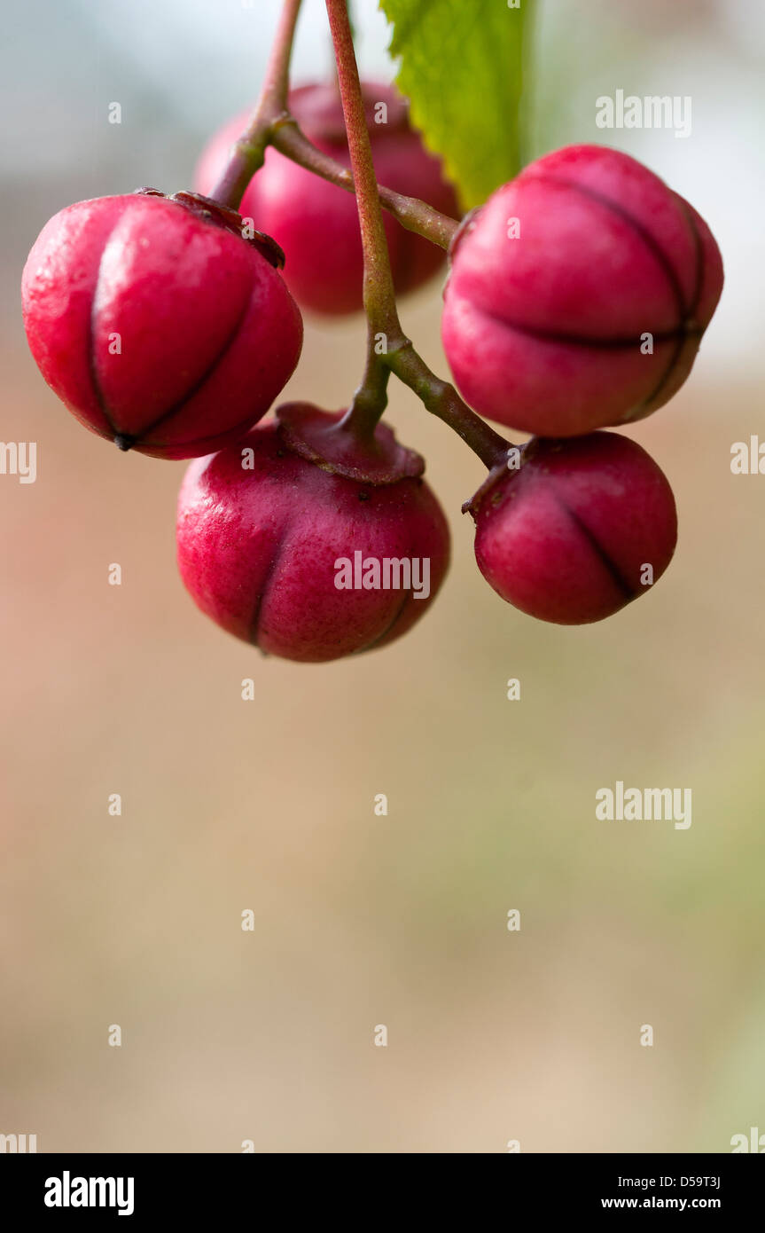 La rosa a frutto di bacche di Euonymus oxyphyllus 'Waasland' Foto Stock