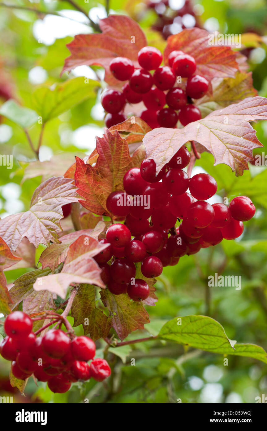 Un viburno Rose, Viburnum opulus, caricato con luminosi di bacche rosse. Foto Stock