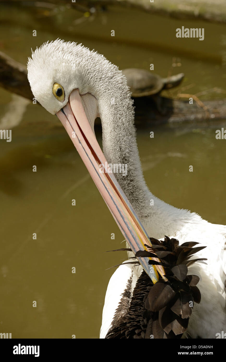 Pellicano australiano (Pelecanus conspicillatus) adulto preening, Queensland, Australia, Novembre Foto Stock