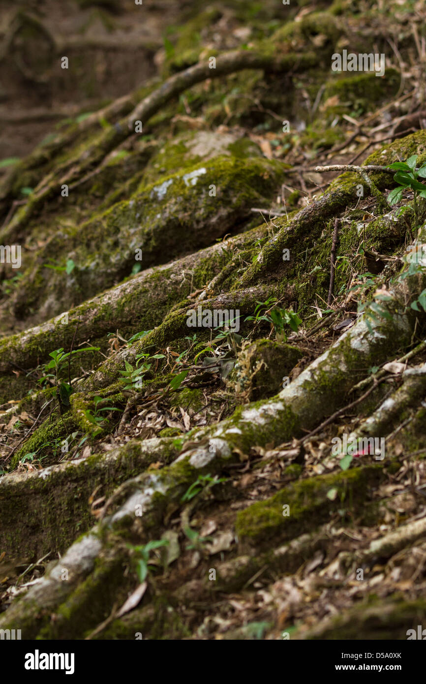 Radici di albero che cresce su suolo della foresta, dei bambini pioggia eterna foresta, Bosque Eterno de los niños, Monteverde in Costa Rica. Foto Stock