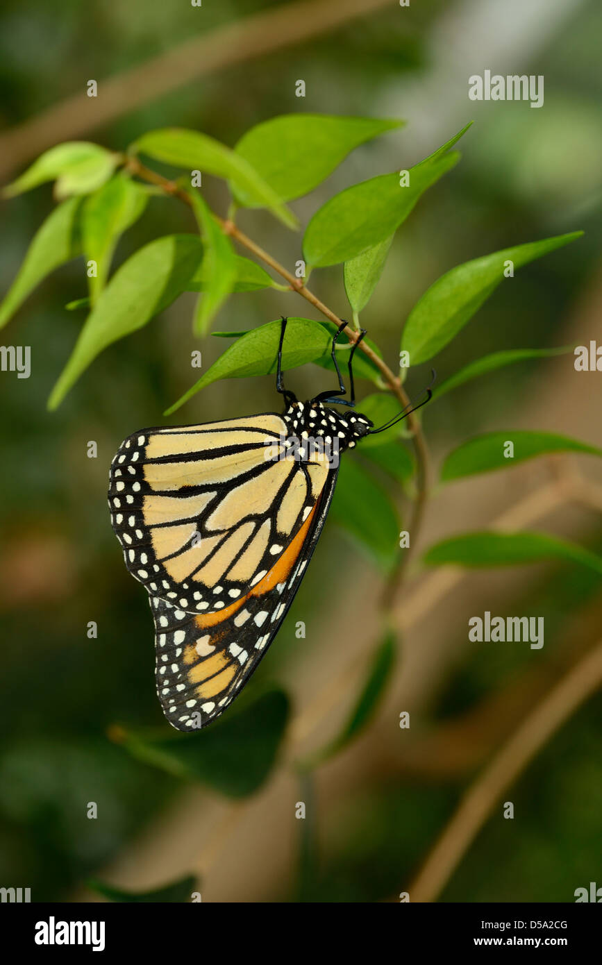Il Wanderer o Milkweed Butterfly (Danaus plexippus) appeso a testa in giù dalla piccola filiale, Queensland, Australia, Novembre Foto Stock