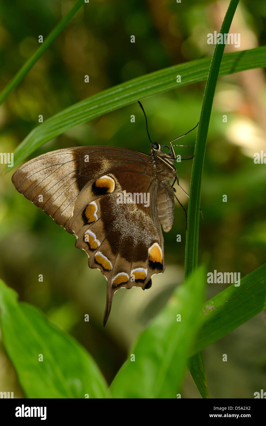 Ulisse Butterfly (Papilio ulysses joesa) a riposo sulle foglie con ante chiuse, vista del lato inferiore delle ali, Queensland, Australia Foto Stock