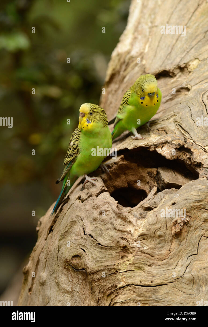 Budgerigar (Melopsittacus undulatus) coppia in entrata al nido nel foro albero morto, Victoria, Australia, Novembre Foto Stock