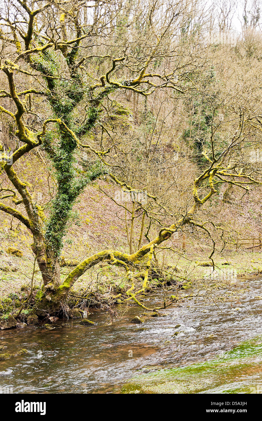 Moss albero coperto sulla banca del fiume Wye vicino Millers Dale Tideswell Derbyshire England Regno Unito Regno Unito Foto Stock