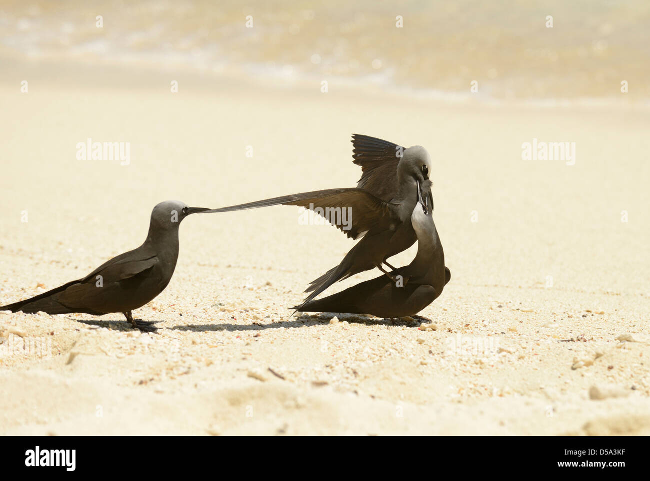 Noddy Black Tern ( Anous minutus) maschio cercando di accoppiarsi con la femmina senza successo, Queensland, Australia, Novembre Foto Stock