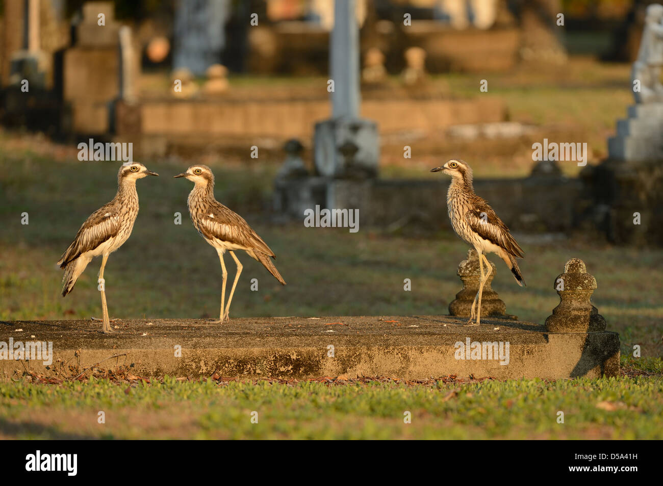 Boccola di pietra-curlew o una boccola di spessore-ginocchio (Burhunis grallarius) gruppo di tre nel cimitero, Cairns, Australia, Novembre Foto Stock