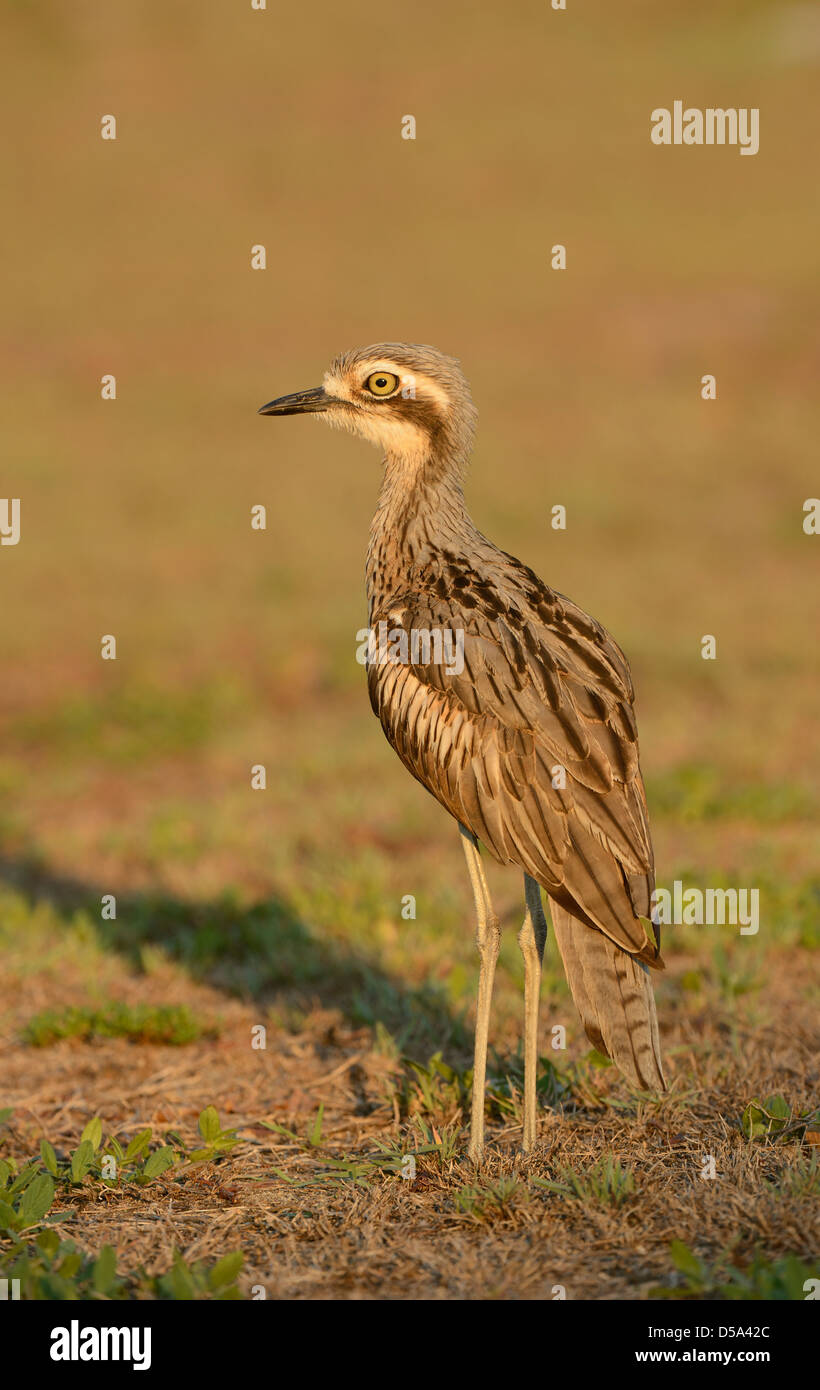 Boccola di pietra-curlew o una boccola di spessore-ginocchio (Burhunis grallarius) in piedi, Cairns, Australia, Novembre Foto Stock