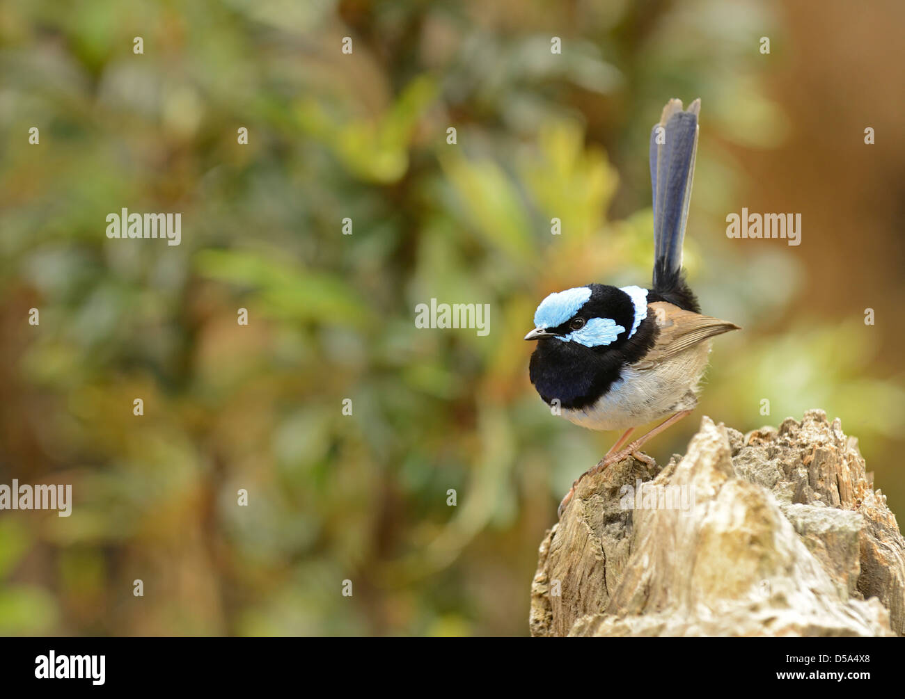 Superba Fairywren o Blue Wren (Malurus cyaneus) appollaiato sul ceppo di legno, Queensland, Australia, Novembre Foto Stock