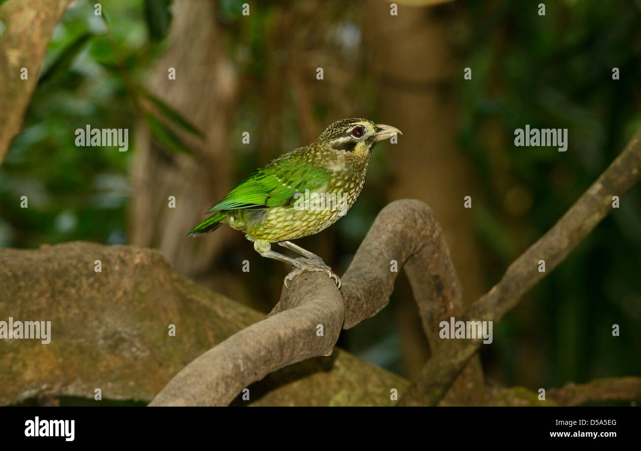 Macchiati o nero-eared Catbird (Ailuroedus melanotis) appollaiato sul ramo, Queensland, Australia, Novembre Foto Stock