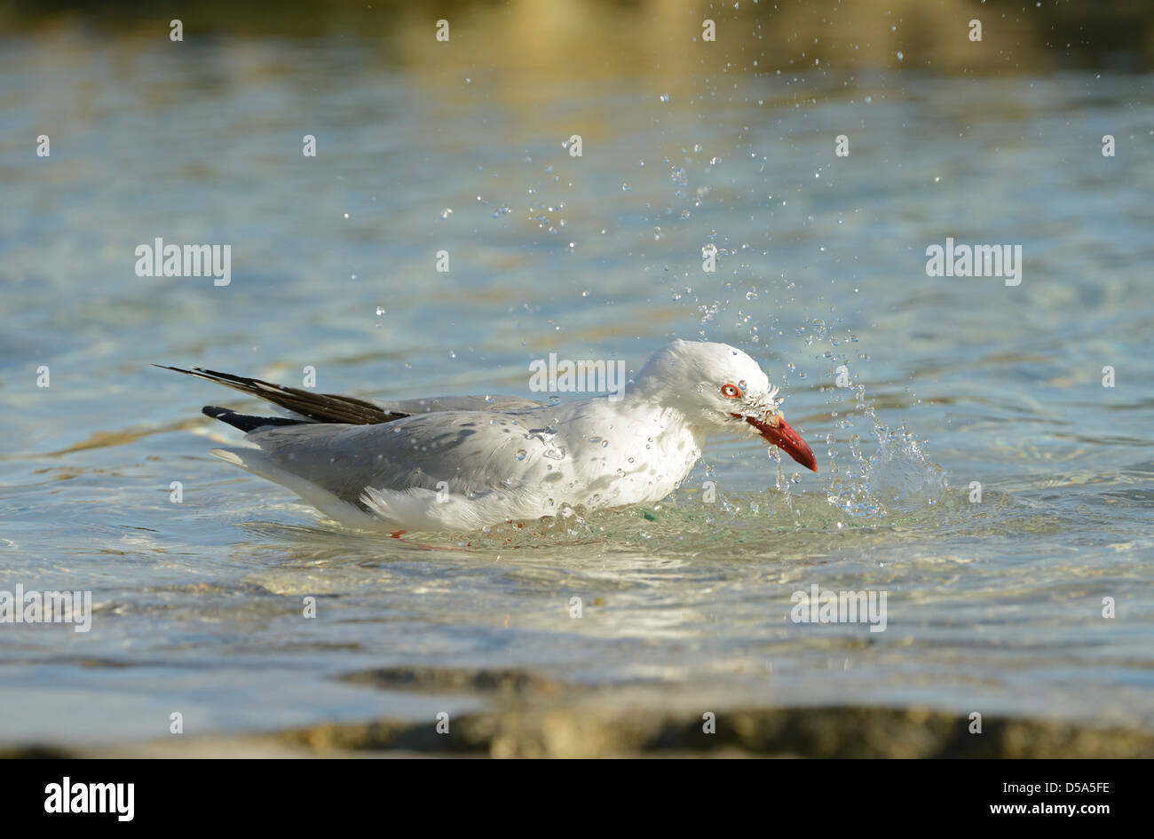 Gabbiano argento (Larus novaehollandiae) bagni di mare, Queensland, Australia, Novembre Foto Stock