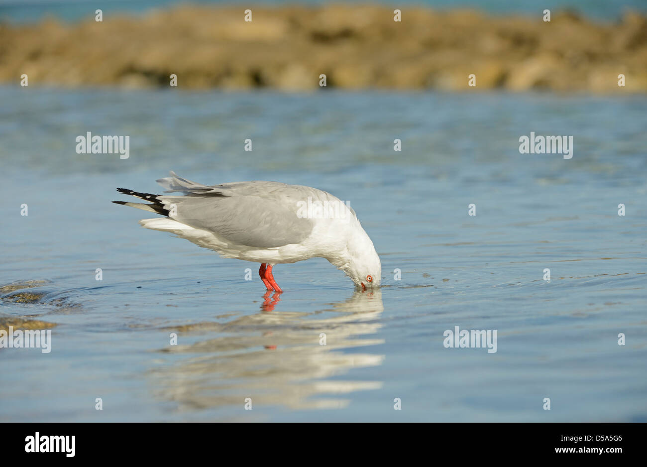 Gabbiano argento (Larus novaehollandiae) adulto di bere acqua di mare, Queensland, Australia, Novembre Foto Stock