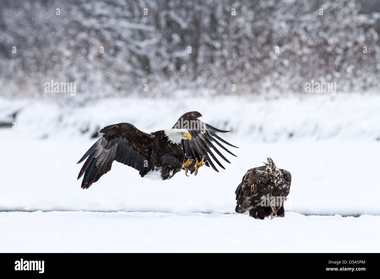 Aquile calve in lotta per il salmone Foto Stock