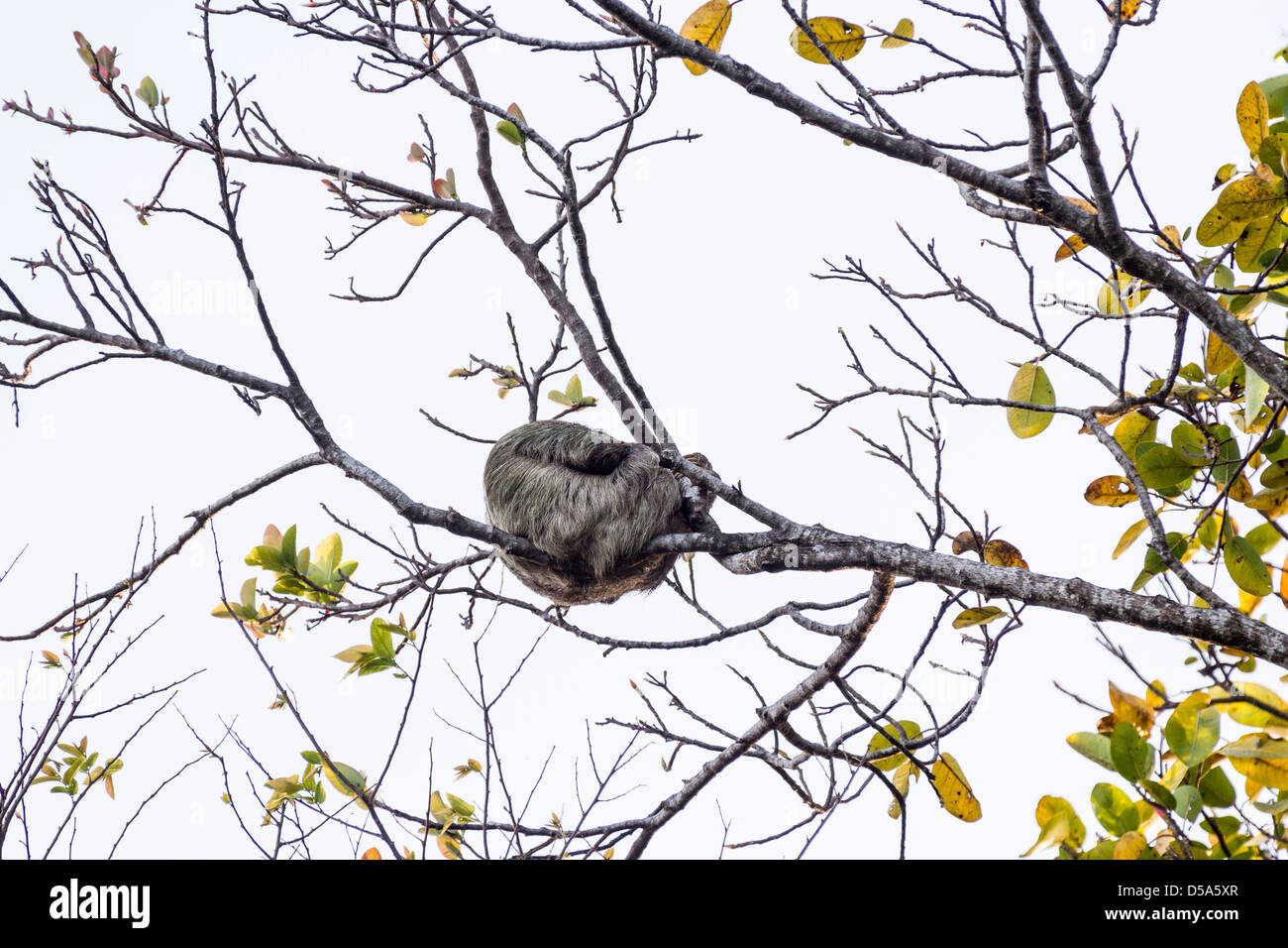 Il bradipo (Bradypus variegatus), Puerto Viejo de Talamanca, Limon Provincia, Costa Rica Foto Stock